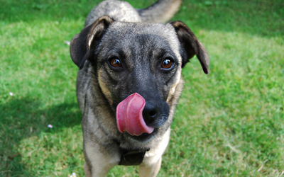 image for Celebrate National Mutt Day on July 31st